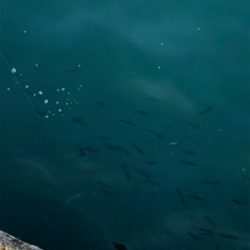 イワシたくさん