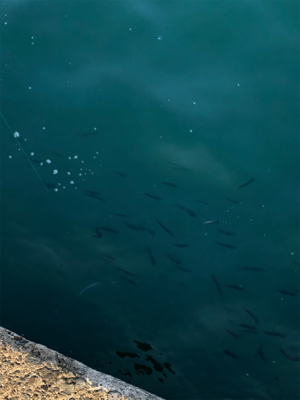 イワシたくさん