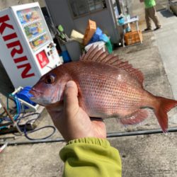 平磯 秋の鯛祭り♪ 2020