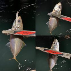 関門は豆アジ祭り