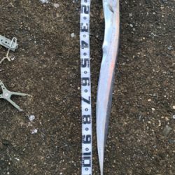 葵渡船でドラゴン！