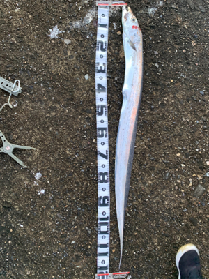 葵渡船でドラゴン！