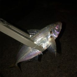 エギング、ショアジギ、アジング!