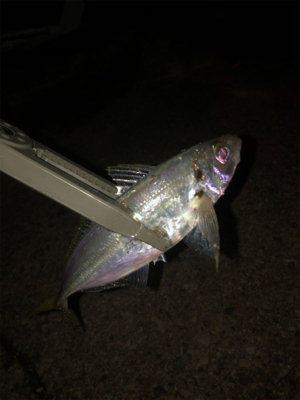 エギング、ショアジギ、アジング！