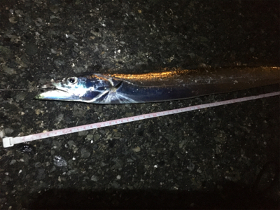 ウキ釣りでタチウオ