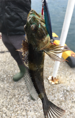 渋いっす（苦笑）