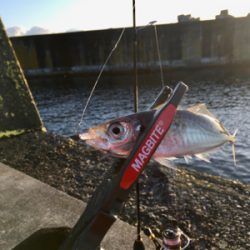 まだイケるぞ！