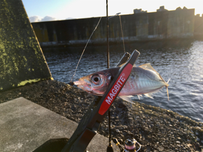 まだイケるぞ！