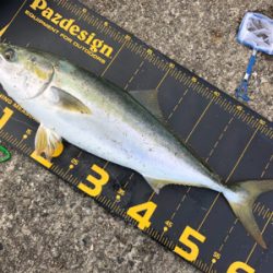 はじめてノマセでの釣果はメジロ‼️