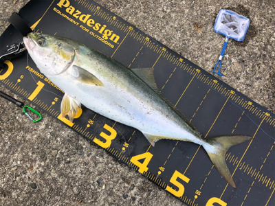 はじめてノマセでの釣果はメジロȃ…