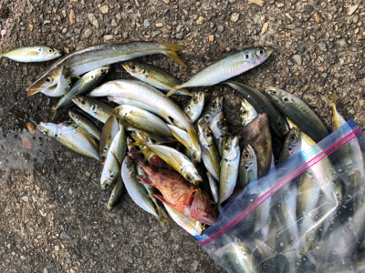 朝マズメから昼過ぎまでずっと爆釣！！