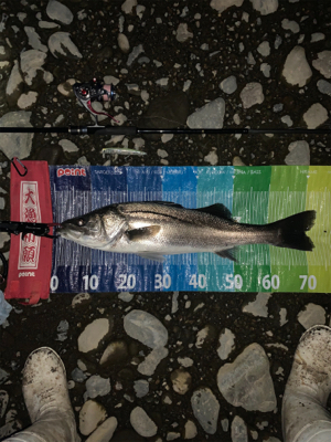 落ち鮎シーバス好調（≧∇≦）