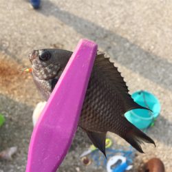 サビキで4目達成。