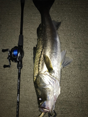 朝マズメシーバス