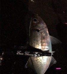 アジングナイト(少し寒い)