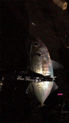 アジングナイト(少し寒い)