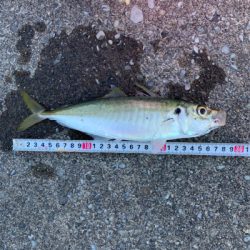 カゴ釣りでアジ