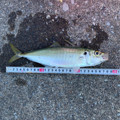 カゴ釣りでアジ