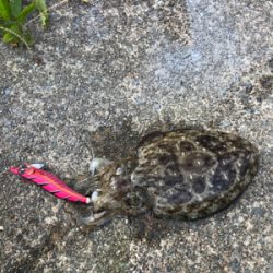 アジを求めて⑱