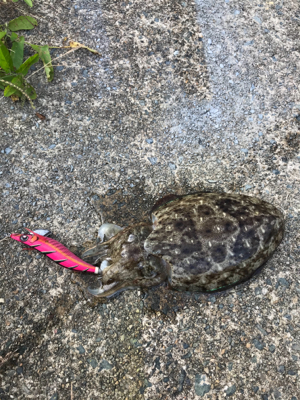 アジを求めて⑱