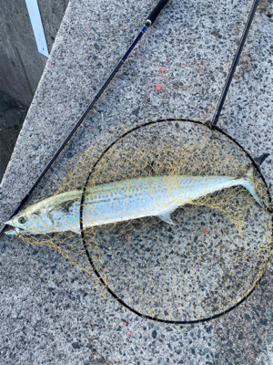 サゴシからのサワラ