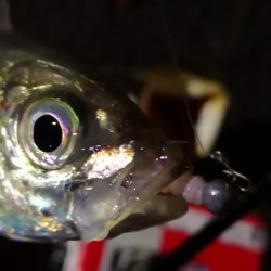 アジング練習 209