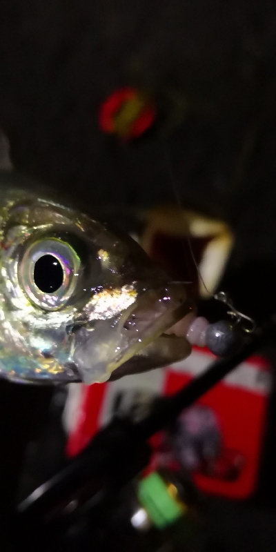 アジング練習 209