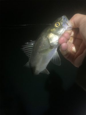 サイト豆シーバス