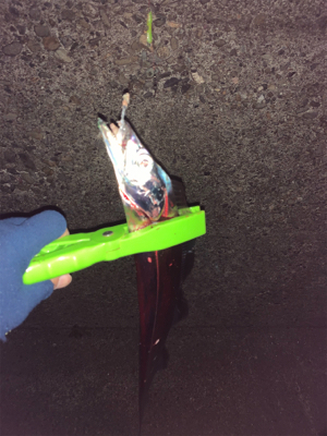 太刀魚ちゃんゴメンなさい