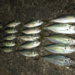 ギリ中アジ連発( ・∇・)