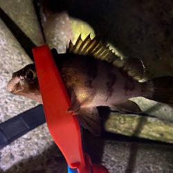 メバリング調査