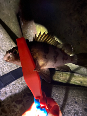 メバリング調査