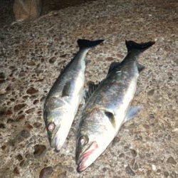 シーバス絶好調！