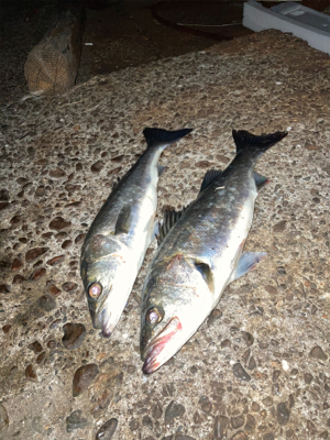 シーバス絶好調！