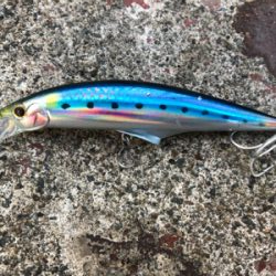 1ヶ月ぶりのメジロ