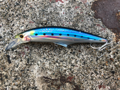 1ヶ月ぶりのメジロ