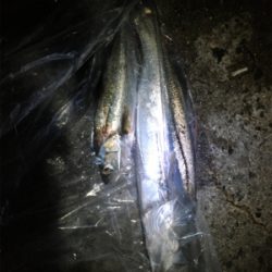 ナイトシーバス