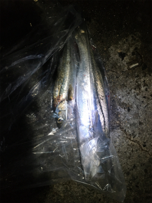 ナイトシーバス