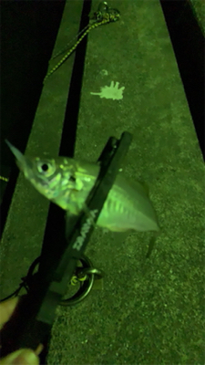 アジング　サバング