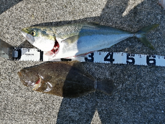 ライトショアジギング