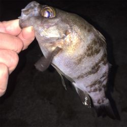 メバリング開幕