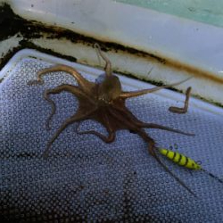 明石でタコ狙い