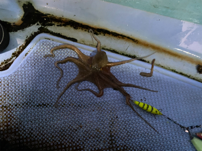 明石でタコ狙い