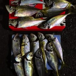 アジング練習 211