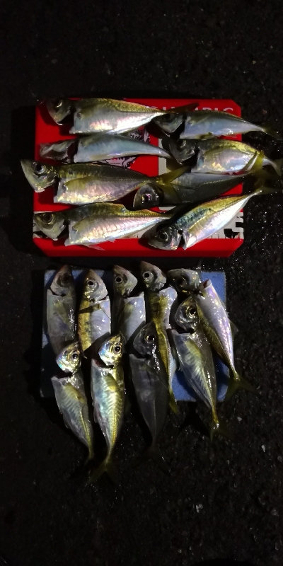 アジング練習 211