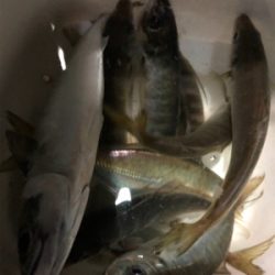 アジを食べさせたくて