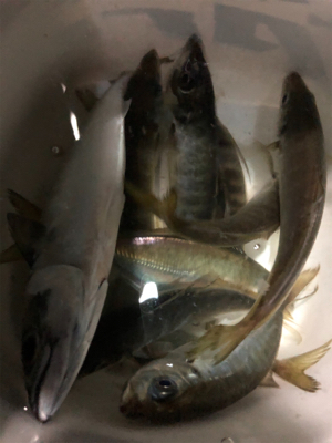 アジを食べさせたくて