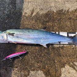 サワラ、サゴシの回遊アリ