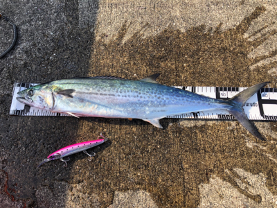 サワラ、サゴシの回遊アリ