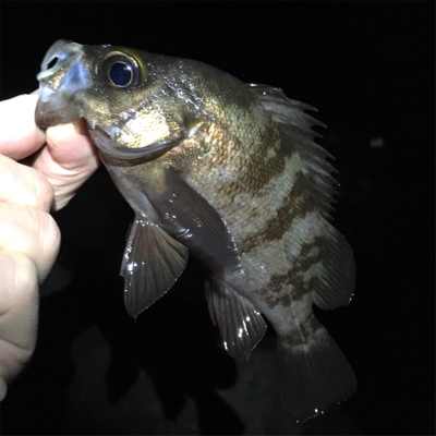 渋いメバリング